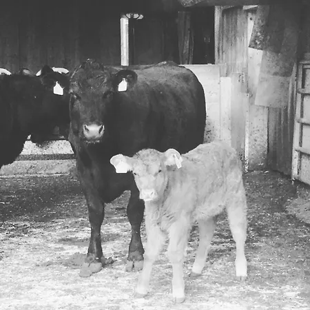 Апартаменты Hof Surri